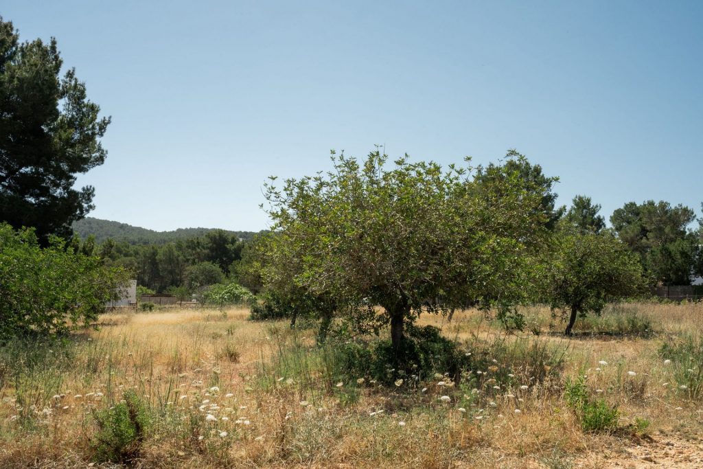 Ibiza Now Es Figueral Sofia Gomez Fonzo 86